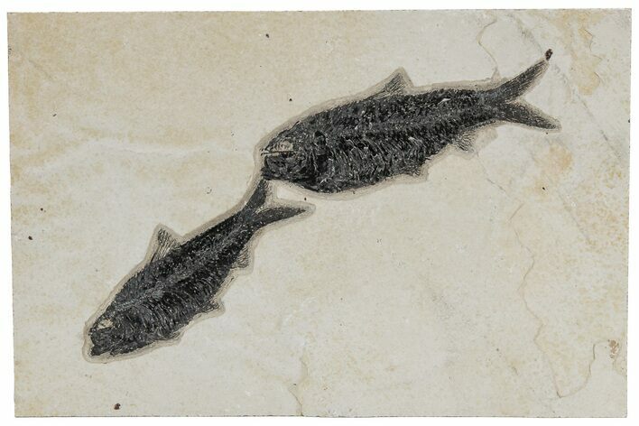 Shale With Two Fossil Fish (Knightia) - Wyoming #211228